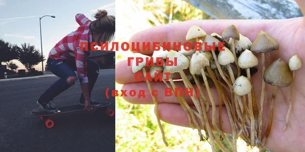 стаф Абинск
